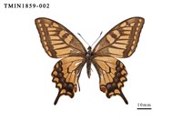 藏品(黃鳳蝶)的圖片